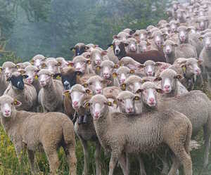 herd mentality